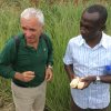 Ghana: Field inspection, maize farms at Wenchi